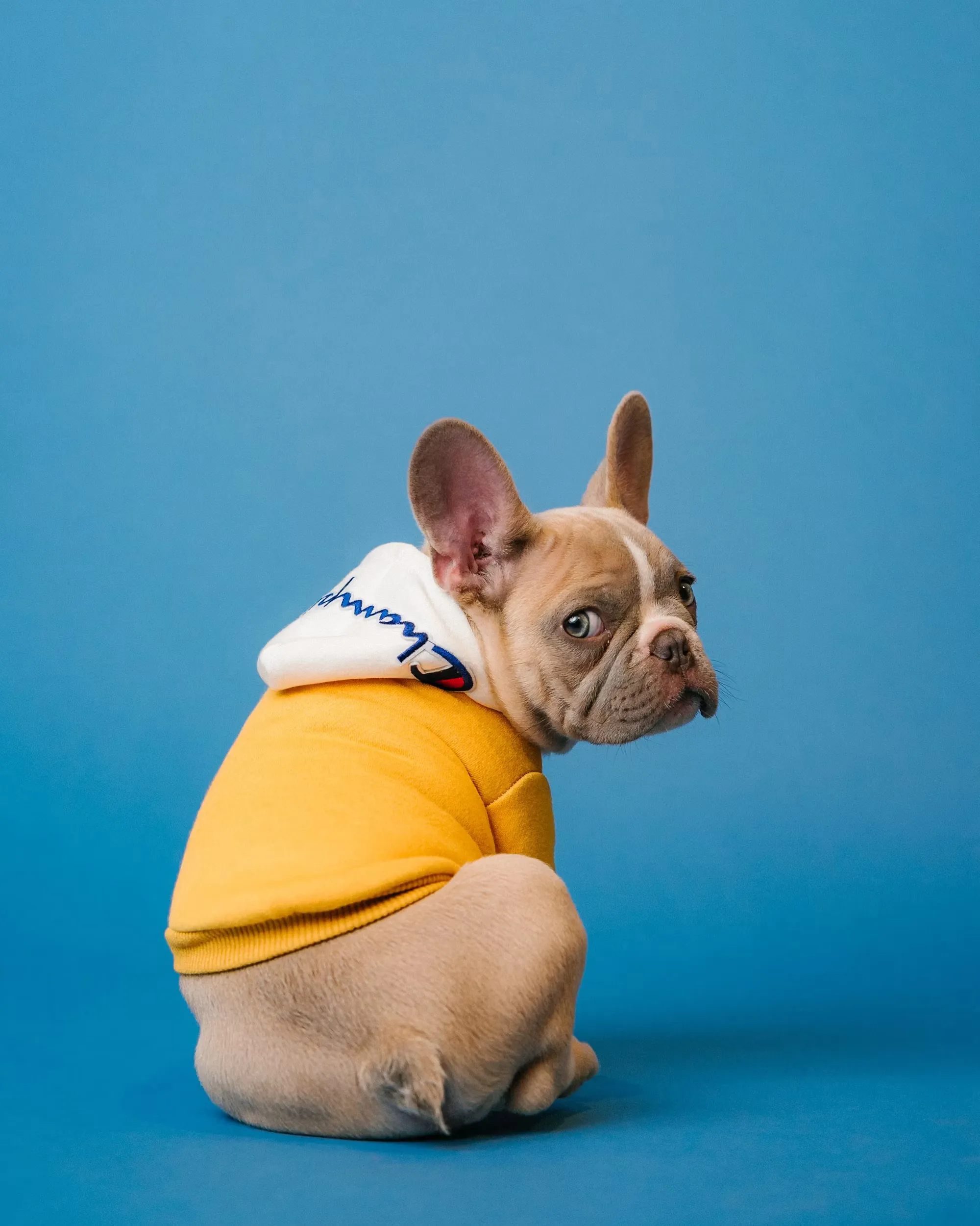 Pet insurance statistics Australia 2026: household spending and uptake